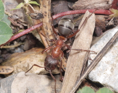 Formica sanguinea