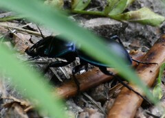 Pasimachus elongatus