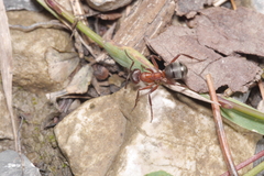 Formica sanguinea