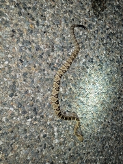 Crotalus molossus molossus