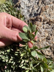 Vaccinium cespitosum