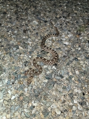 Pituophis catenifer affinis