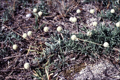 Calocephalus lacteus