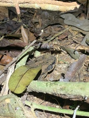 Rhinella marina