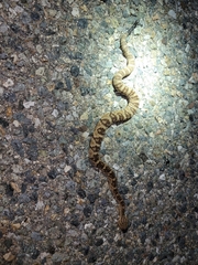 Crotalus molossus molossus