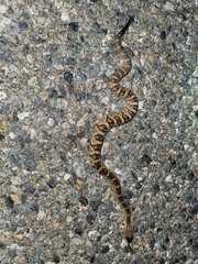 Crotalus molossus molossus