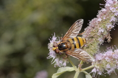 Volucella inanis