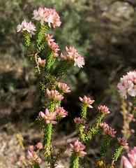 Calytrix alpestris