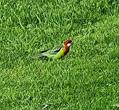 Platycercus eximius