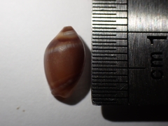Amalda depressa