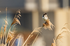 Emberiza schoeniclus