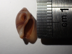 Amalda depressa