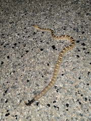 Crotalus molossus molossus