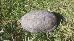 Kinosternon integrum