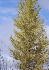 Larix occidentalis