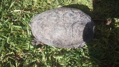 Kinosternon integrum