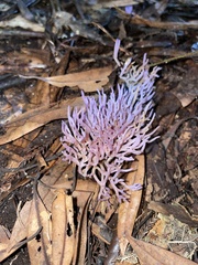 Ramariopsis pulchella