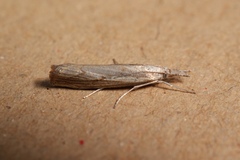 Agriphila geniculea