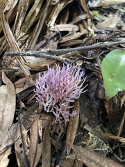 Ramariopsis pulchella