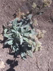 Phacelia imbricata