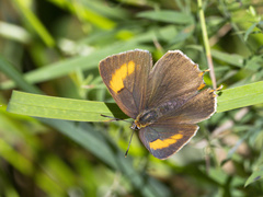 Thecla betulae