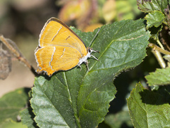 Thecla betulae