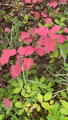 Viburnum edule