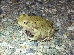 Incilius alvarius