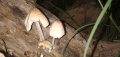 Coprinellus