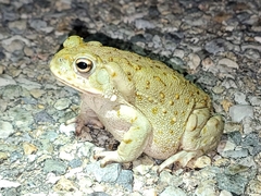 Incilius alvarius