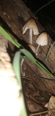 Coprinellus