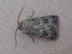 Agrotis bigramma