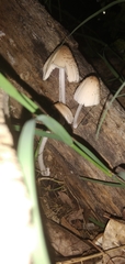 Coprinellus