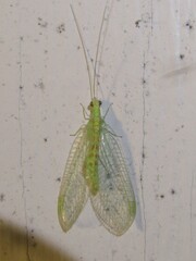 Chrysopa quadripunctata