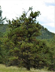Pinus