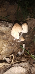 Coprinellus