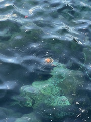 Cotylorhiza tuberculata