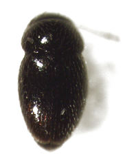 Ptenidium pusillum