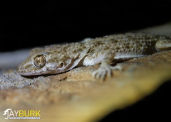 Cyrtopodion scabrum