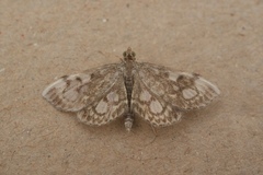 Anania coronata