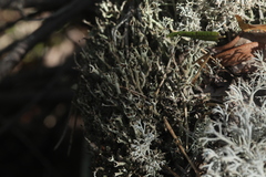 Cladonia cenotea