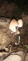 Coprinellus