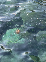 Cotylorhiza tuberculata