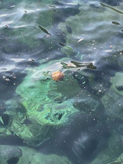 Cotylorhiza tuberculata