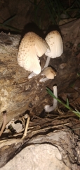 Coprinellus