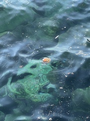 Cotylorhiza tuberculata