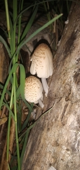 Coprinellus