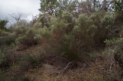 Mesomelaena pseudostygia