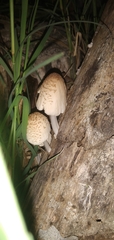 Coprinellus