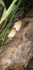 Coprinellus